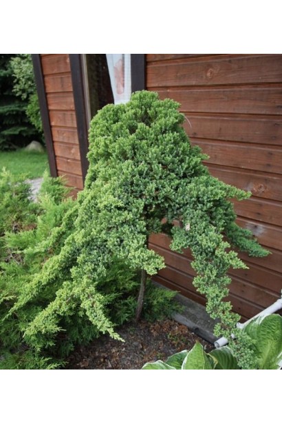 Ялівець лежачий Нана на штамбі в ландшафті